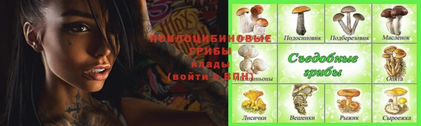 прущие грибы Дмитров